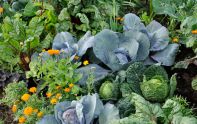 Mischkultur: Gute Nachbarn im Gemüsebeet